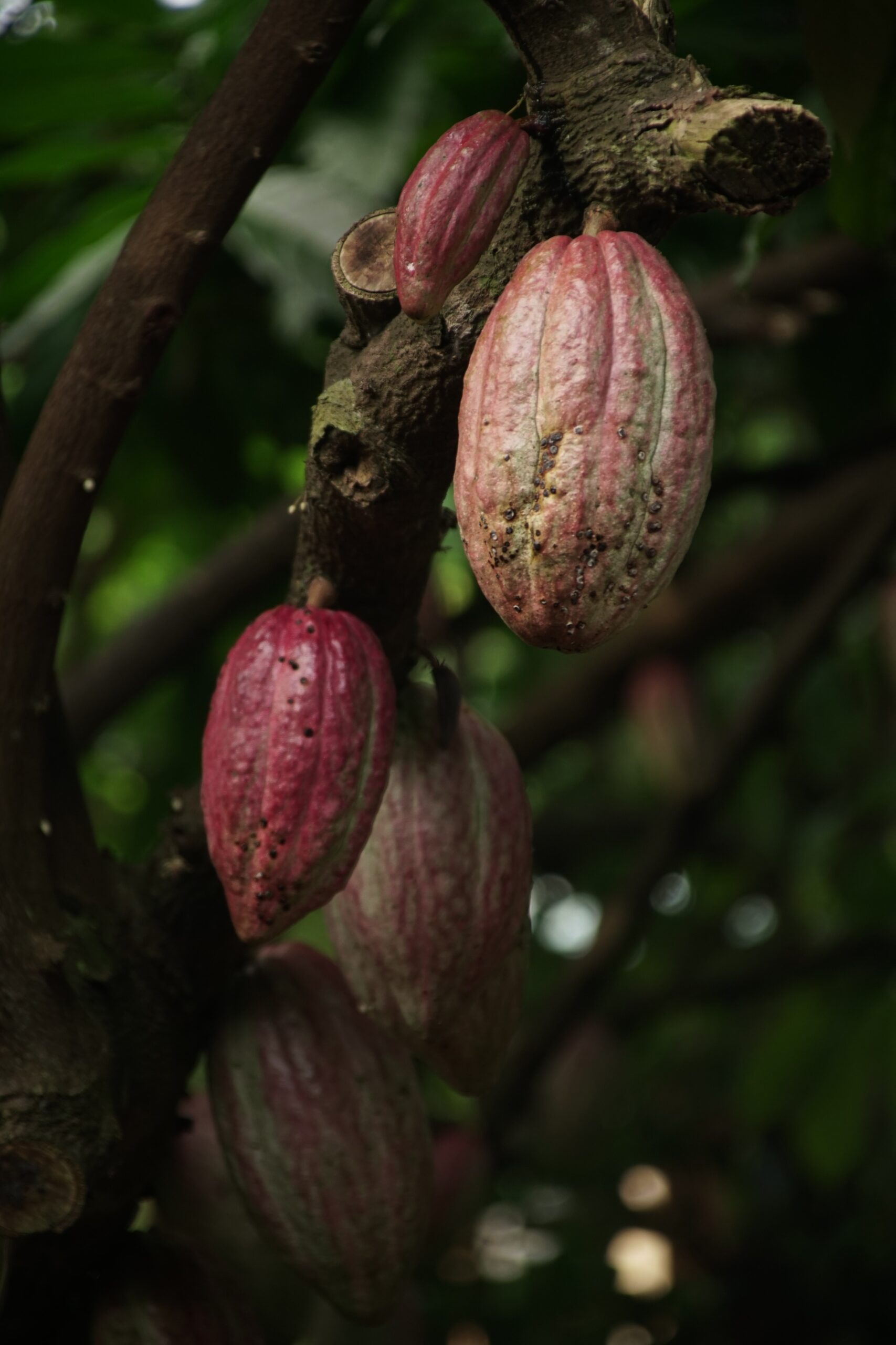 Biji Cokelat